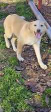 JASPER, Hund, Mischlingshund in Rumänien - Bild 6