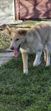 JASPER, Hund, Mischlingshund in Rumänien - Bild 7