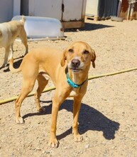 MAX, Hund, Labrador-Mix in Berlin
