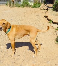 MAX, Hund, Labrador-Mix in Berlin - Bild 2