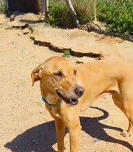 MAX, Hund, Labrador-Mix in Berlin - Bild 3