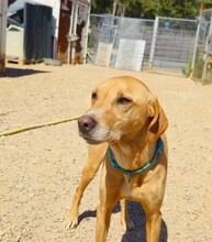 MAX, Hund, Labrador-Mix in Berlin - Bild 4