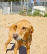 MAX, Hund, Labrador-Mix in Berlin - Bild 6