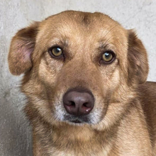 MARJETA, Hund, Mischlingshund in Kroatien - Bild 1