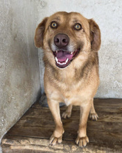 MARJETA, Hund, Mischlingshund in Kroatien - Bild 2