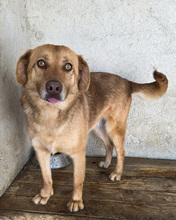MARJETA, Hund, Mischlingshund in Kroatien - Bild 3