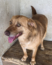 MARJETA, Hund, Mischlingshund in Kroatien - Bild 5