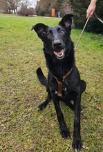 KARINA, Hund, Mischlingshund in Kroatien - Bild 1