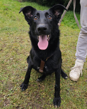 KARINA, Hund, Mischlingshund in Kroatien - Bild 2