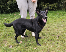 KARINA, Hund, Mischlingshund in Kroatien - Bild 4