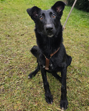KARINA, Hund, Mischlingshund in Kroatien - Bild 5