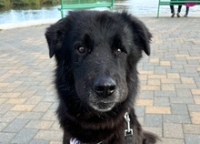 FABIUS, Hund, Mischlingshund in Haren