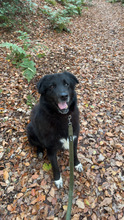 FABIUS, Hund, Mischlingshund in Haren - Bild 3
