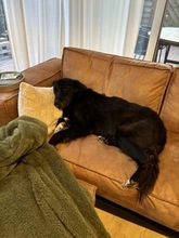 FABIUS, Hund, Mischlingshund in Haren - Bild 4