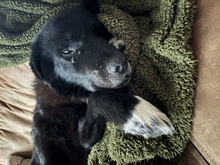 FABIUS, Hund, Mischlingshund in Haren - Bild 5