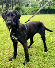 NOWA, Hund, Mischlingshund in Kroatien - Bild 1