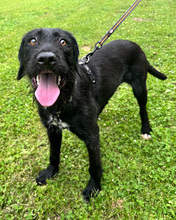 NOWA, Hund, Mischlingshund in Kroatien - Bild 2