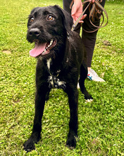 NOWA, Hund, Mischlingshund in Kroatien - Bild 3