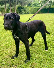 NOWA, Hund, Mischlingshund in Kroatien - Bild 4