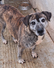 JADRANKA, Hund, Mischlingshund in Kroatien - Bild 1