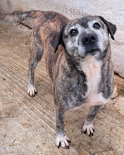 JADRANKA, Hund, Mischlingshund in Kroatien - Bild 2
