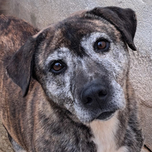 JADRANKA, Hund, Mischlingshund in Kroatien - Bild 3