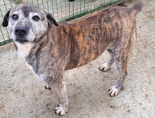 JADRANKA, Hund, Mischlingshund in Kroatien - Bild 4