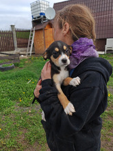 NALA, Hund, Mischlingshund in Rumänien - Bild 1
