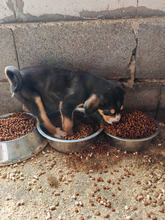 NALA, Hund, Mischlingshund in Rumänien - Bild 2