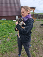 NALA, Hund, Mischlingshund in Rumänien - Bild 3