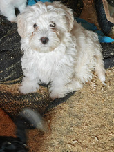 SAMMY, Hund, Mischlingshund in Rumänien - Bild 2