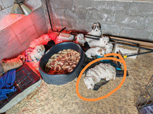 SAMMY, Hund, Mischlingshund in Rumänien - Bild 3