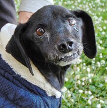 MATTHIAS, Hund, Mischlingshund in Griechenland - Bild 1