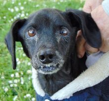 MATTHIAS, Hund, Mischlingshund in Griechenland - Bild 2