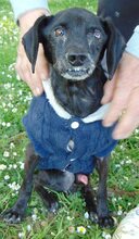 MATTHIAS, Hund, Mischlingshund in Griechenland - Bild 3