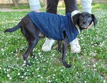 MATTHIAS, Hund, Mischlingshund in Griechenland - Bild 4