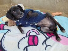 MATTHIAS, Hund, Mischlingshund in Griechenland - Bild 7