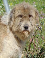 VINNIE, Hund, Mischlingshund in Griechenland - Bild 1