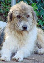 VINNIE, Hund, Mischlingshund in Griechenland - Bild 2