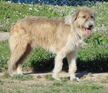 VINNIE, Hund, Mischlingshund in Griechenland - Bild 4