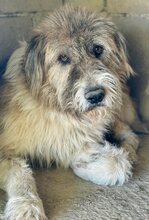 VINNIE, Hund, Mischlingshund in Griechenland - Bild 5