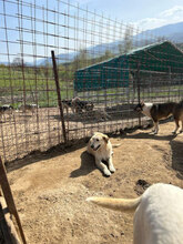 SAPHIRA, Hund, Mischlingshund in Rumänien - Bild 3