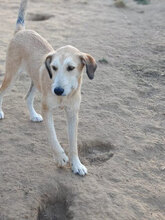 SAPHIRA, Hund, Mischlingshund in Rumänien - Bild 4