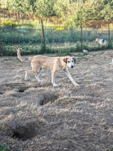 SAPHIRA, Hund, Mischlingshund in Rumänien - Bild 5