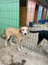 SAPHIRA, Hund, Mischlingshund in Rumänien - Bild 6