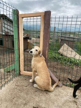 SAPHIRA, Hund, Mischlingshund in Rumänien - Bild 7