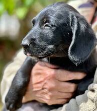 GRETCHEN, Hund, Mischlingshund in Griechenland - Bild 1