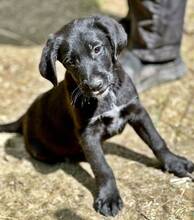 GRETCHEN, Hund, Mischlingshund in Griechenland - Bild 2