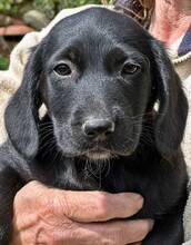 GRETCHEN, Hund, Mischlingshund in Griechenland - Bild 3
