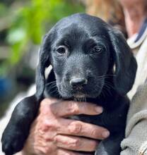 GRETCHEN, Hund, Mischlingshund in Griechenland - Bild 4